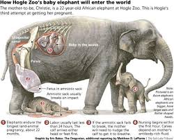 gestation period of different mammals